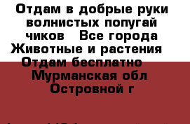 Отдам в добрые руки волнистых попугай.чиков - Все города Животные и растения » Отдам бесплатно   . Мурманская обл.,Островной г.